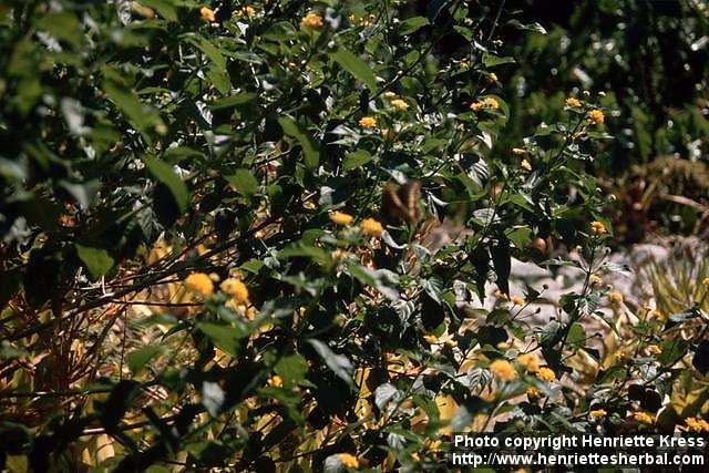 Photo: Lantana 5.