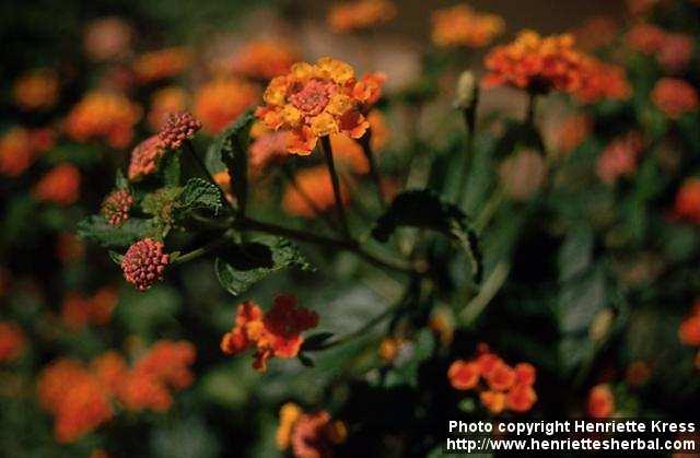 Photo: Lantana 7.