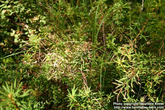 Photo: Rhododendron tomentosum 4.