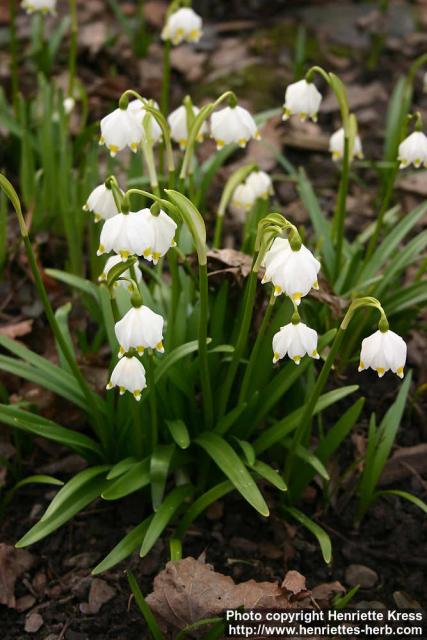 Photo: Leucojum vernum 1.