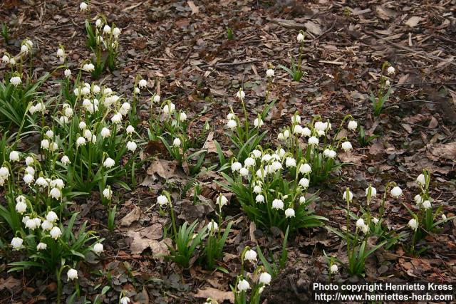 Photo: Leucojum vernum 3.