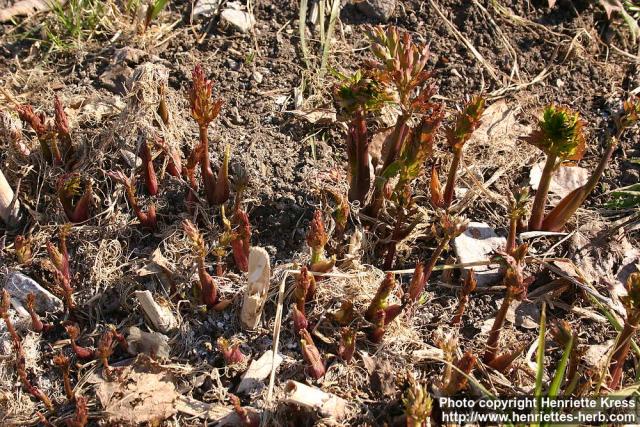 Photo: Levisticum officinale 9.