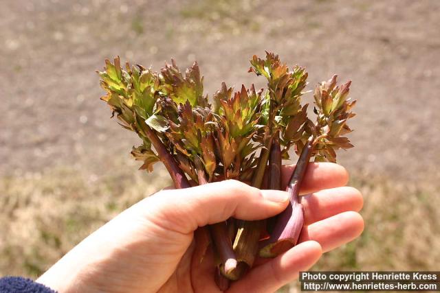 Photo: Levisticum officinale 10.