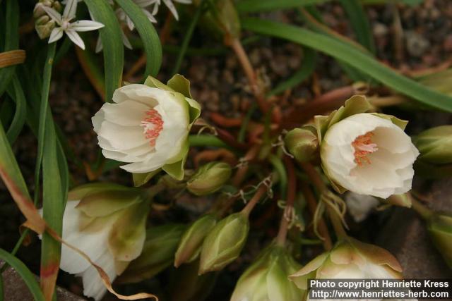 Photo: Lewisia rediviva 3.