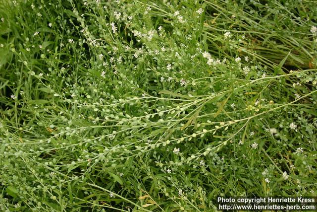 Photo: Lepidium sativum 2.