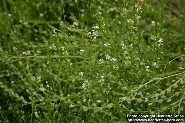 Photo: Lepidium sativum 4.