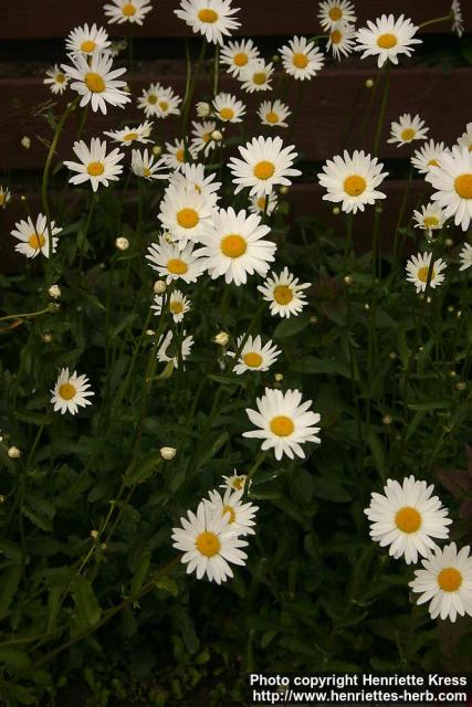 Photo: Leucanthemum vulgare 5.