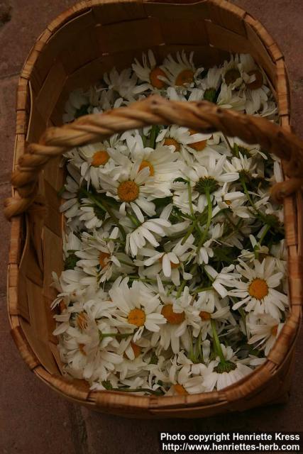 Photo: Leucanthemum vulgare 8.