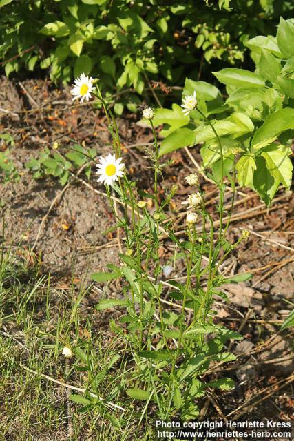 Photo: Leucanthemum vulgare 10.