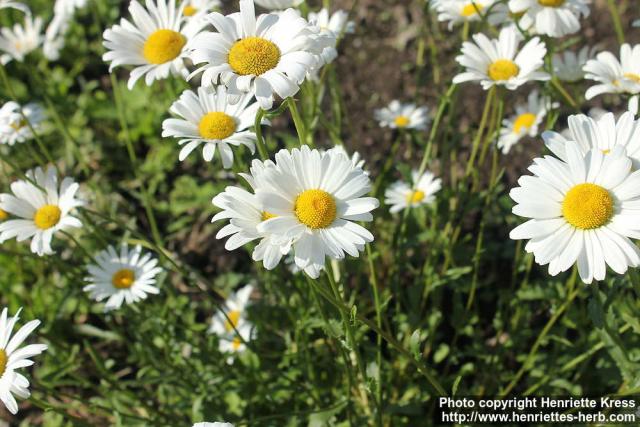 Photo: Leucanthemum vulgare 16.