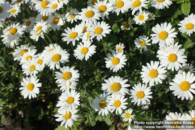 Photo: Leucanthemum vulgare 17.