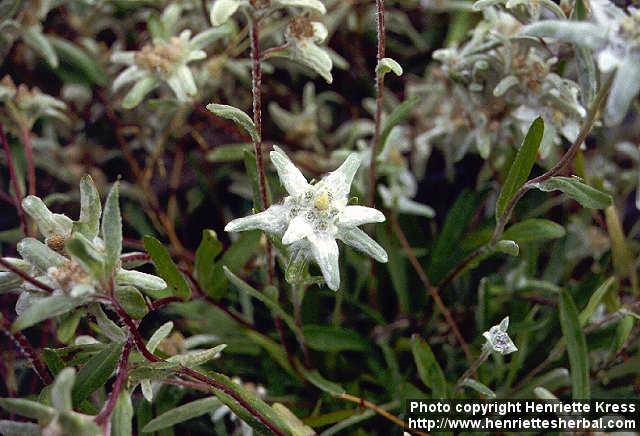 Photo: Leontopodium alpinum 1.