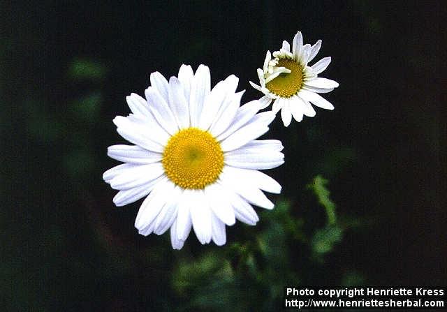 Photo: Leucanthemum vulgare 1.