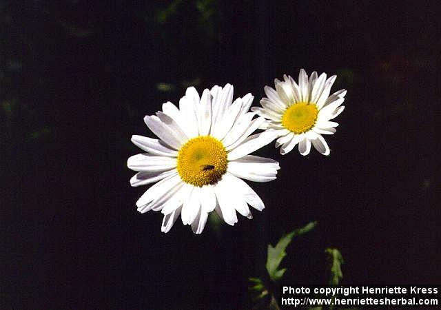 Photo: Leucanthemum vulgare 4.