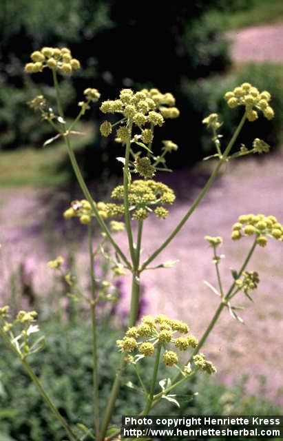 Photo: Levisticum officinale 3.