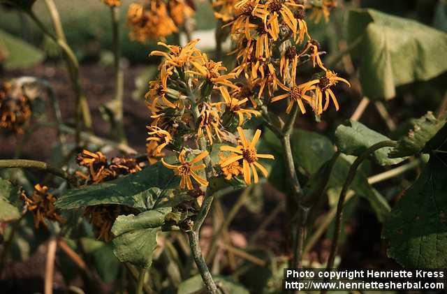 Photo: Ligularia x hessei.