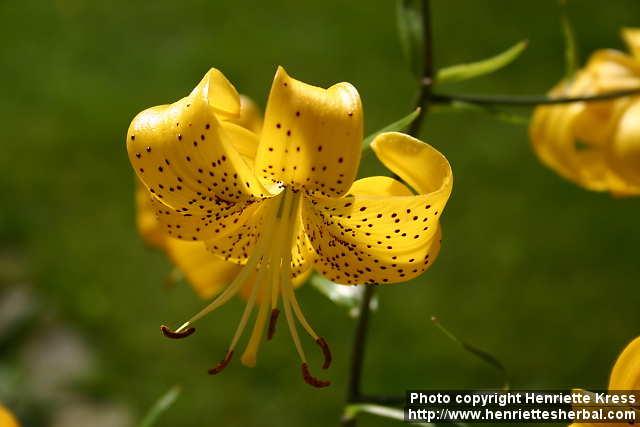 Photo: Lilium 1.