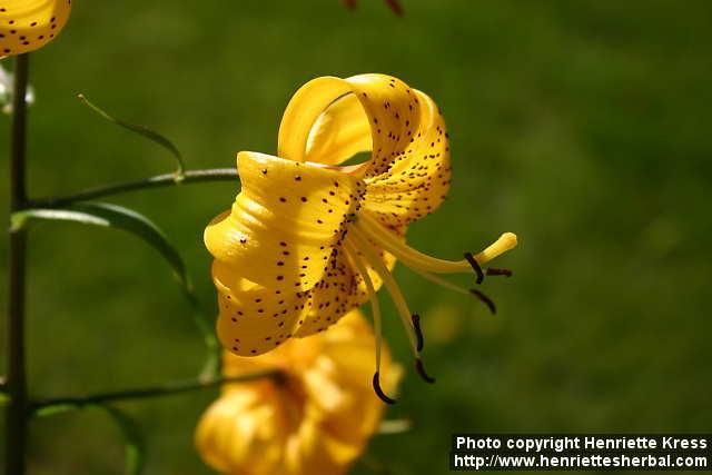 Photo: Lilium 2.