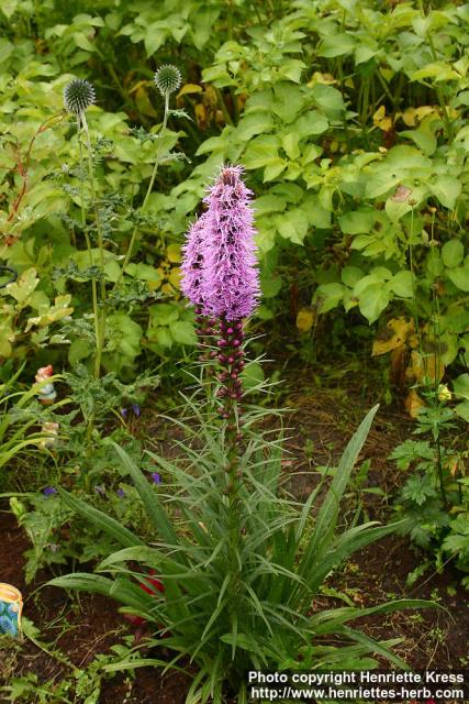 Photo: Liatris spicata 4.