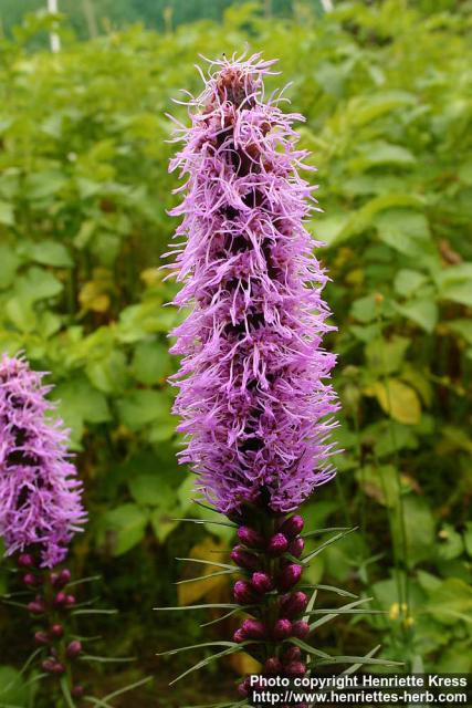 Photo: Liatris spicata 3.