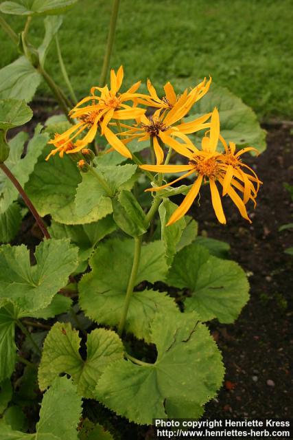 Photo: Ligularia dentata.