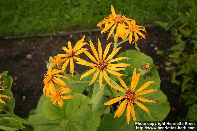 Photo: Ligularia dentata 1.