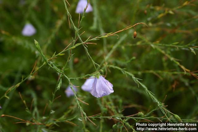 Photo: Linum perenne 1.