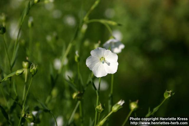 Photo: Linum usitatissimum 5.