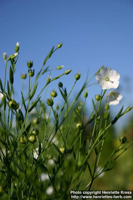 Photo: Linum usitatissimum 6.