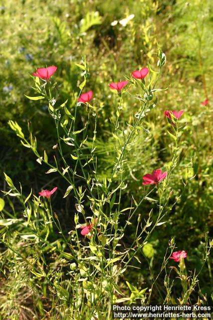 Photo: Linum grandiflorum 2.