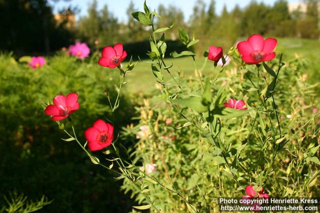 Photo: Linum grandiflorum 4.