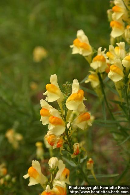 Photo: Linaria vulgaris 9.