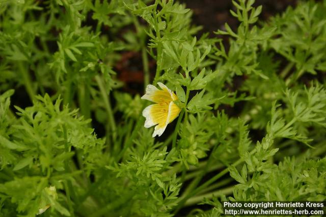 Photo: Limnanthes douglasii.