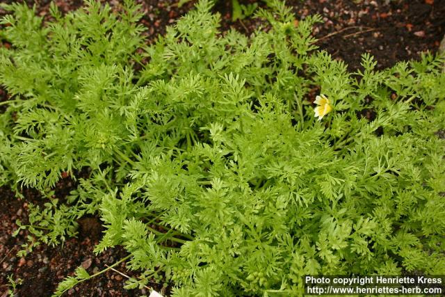 Photo: Limnanthes douglasii 1.