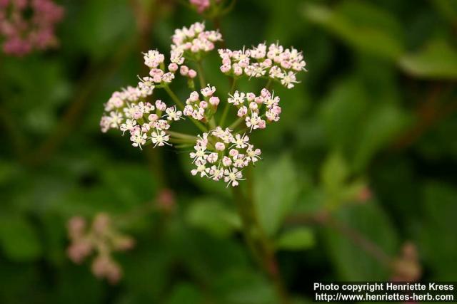 Photo: Ligusticum scoticum 5.