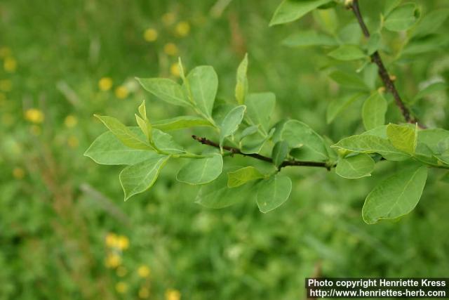 Photo: Lindera benzoin 2.