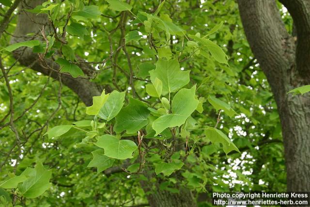 Photo: Liriodendron tulipifera 4.