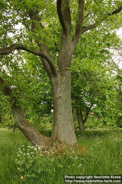 Photo: Liriodendron tulipifera 6.