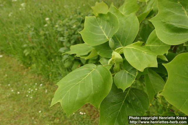 Photo: Liriodendron tulipifera 7.