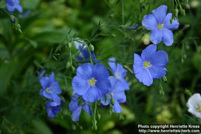 Photo: Linum perenne 2.