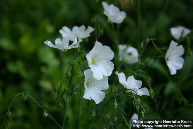 Photo: Linum perenne 3.