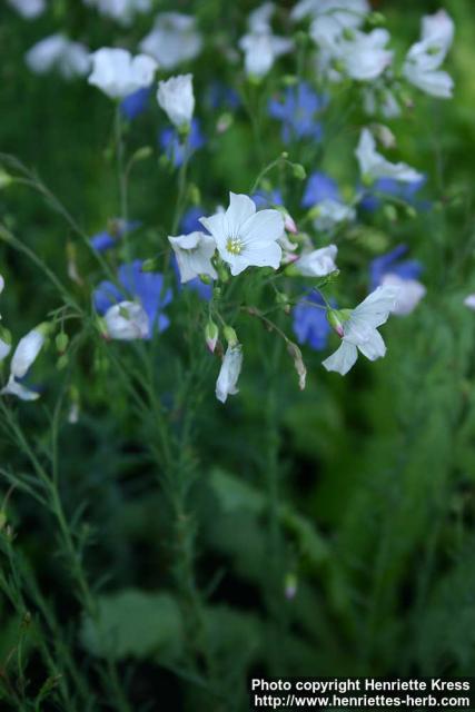 Photo: Linum perenne 4.