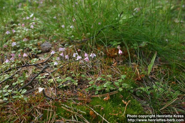 Photo: Linnaea borealis 4.