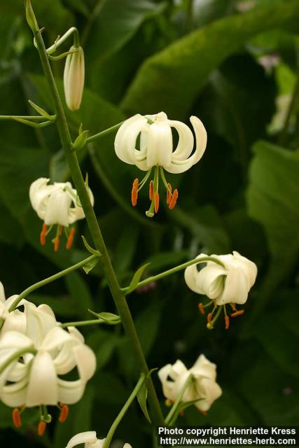 Photo: Lilium martagon 3.