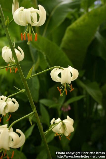 Photo: Lilium martagon 5.