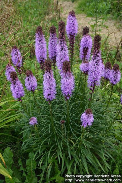 Photo: Liatris spicata 5.