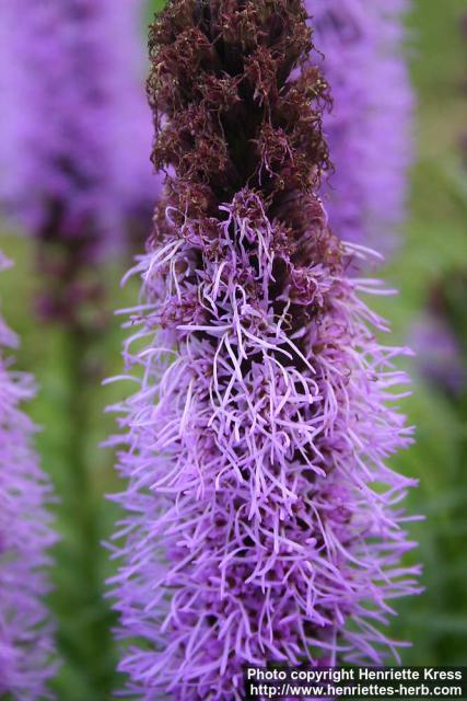 Photo: Liatris spicata 6.