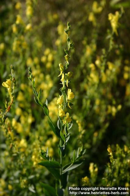 Photo: Linaria genistifolia.