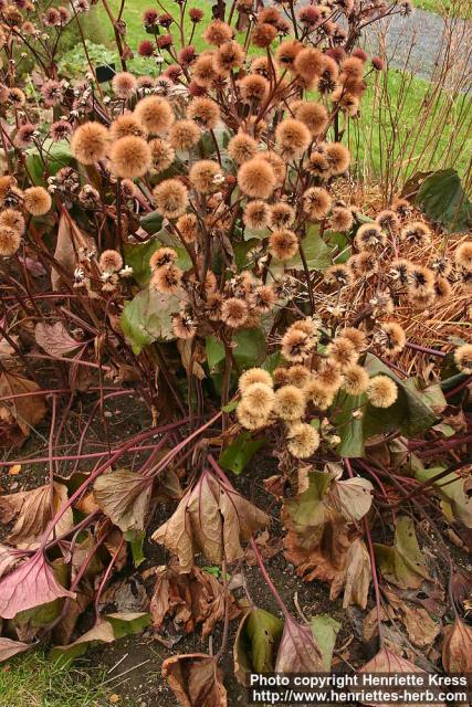 Photo: Ligularia dentata 2.