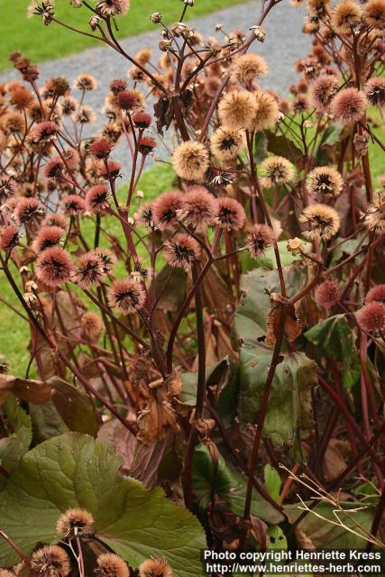 Photo: Ligularia dentata 4.